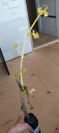 upload_img1