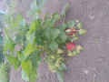 upload_img1