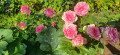 upload_img1
