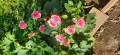 upload_img1