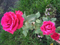 upload_img1