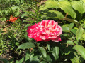 upload_img1