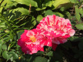 upload_img1