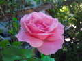 upload_img1