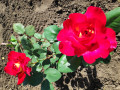 upload_img1