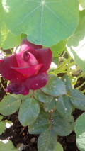 upload_img1