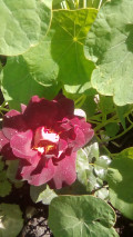 upload_img1