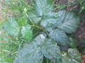 upload_img1