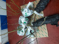 upload_img1