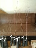 upload_img1