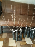 upload_img1