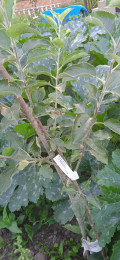 upload_img1