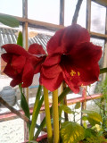 upload_img1