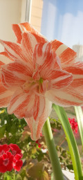 upload_img1