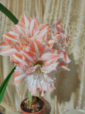upload_img1