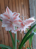 upload_img1