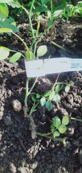 upload_img1