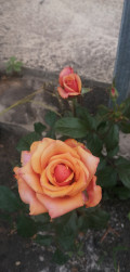 upload_img1