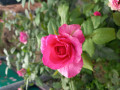 upload_img1