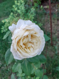 upload_img1