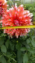 upload_img1