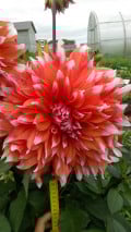 upload_img1