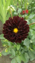 upload_img1