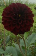 upload_img1