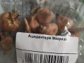 upload_img1