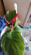upload_img1