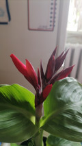 upload_img1