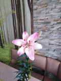 upload_img1