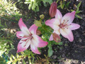upload_img1
