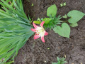upload_img1