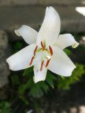 upload_img1