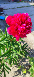upload_img1