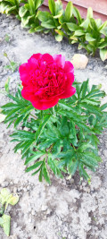 upload_img1