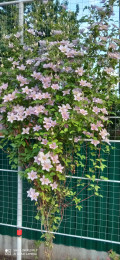 upload_img1