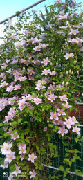 upload_img1