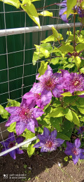 upload_img1