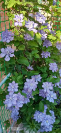 upload_img1