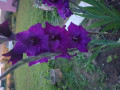 upload_img1
