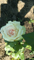 upload_img1
