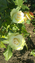 upload_img1