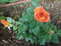 upload_img1