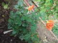 upload_img1