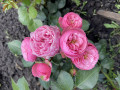 Роза плетистая Розовая крупная (Big Pink) (2182): купить саженцы почтой ...