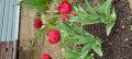 upload_img1