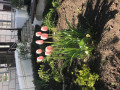 upload_img1