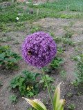 upload_img1